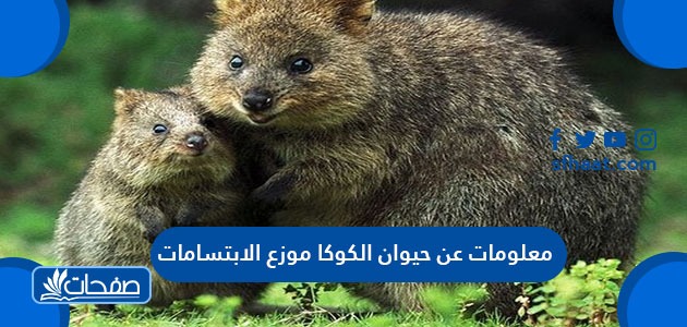 حيوان الكوكا موزع الابتسامات