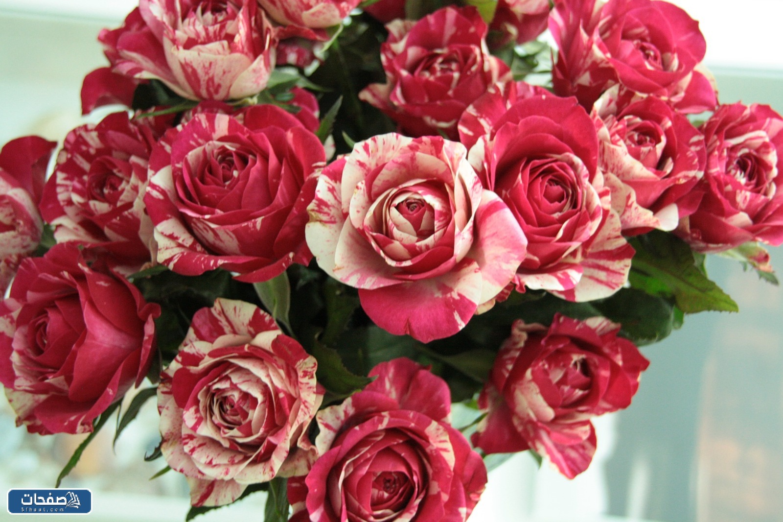 صور ورد احمر جوري وبوكيهات ورد