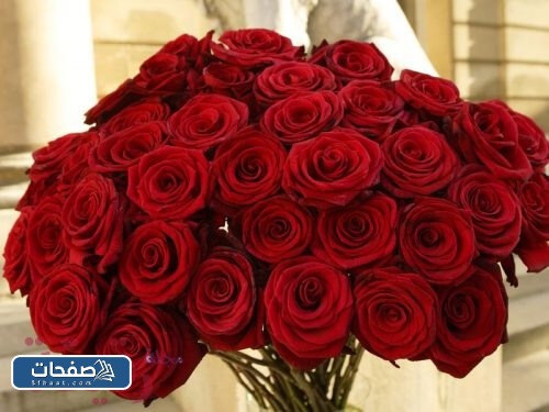 صور ورد احمر جوري وبوكيهات ورد