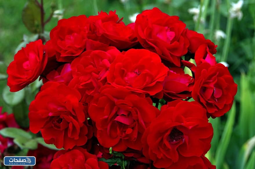 صور ورد احمر جوري وبوكيهات ورد