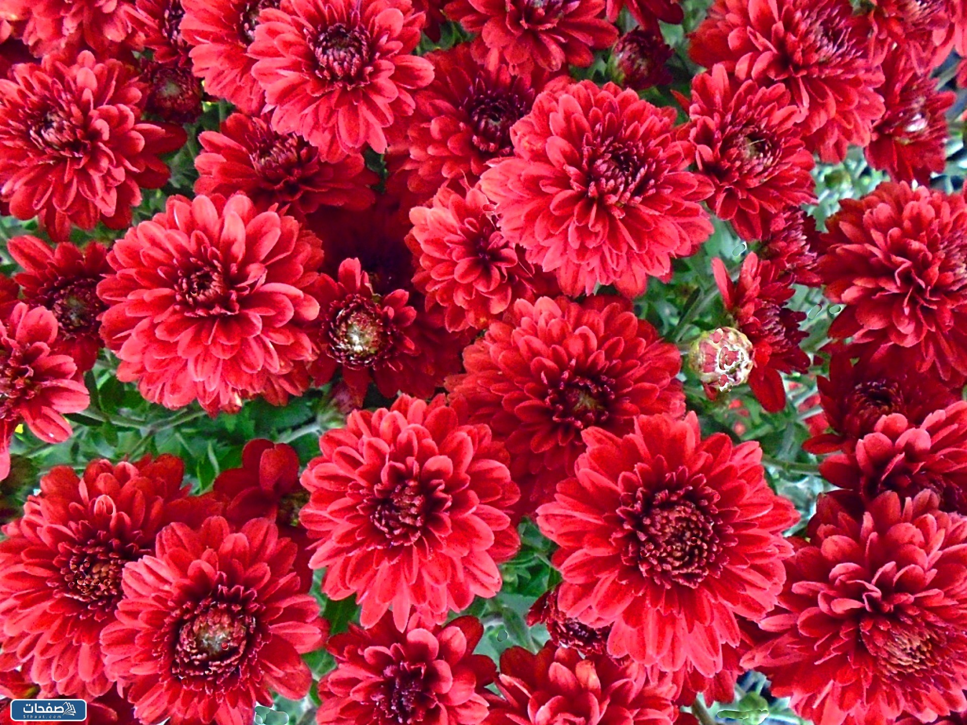 صور ورد احمر جوري وبوكيهات ورد