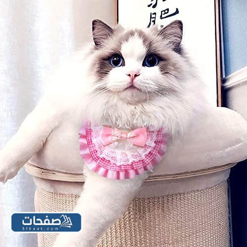 صور خلفيات كيوت للجوال جديدة ومتنوعة (7)