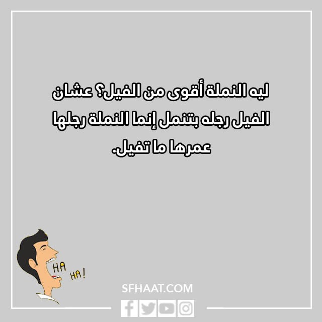 نكت نمل وفيل مضحكة بالصور