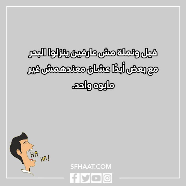 نكت مضحكة نمل