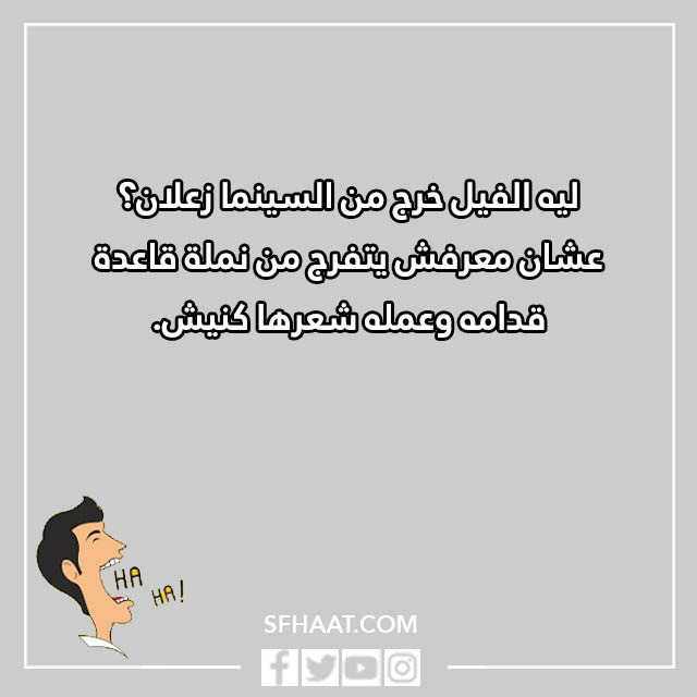 نكت نمل وفيل مضحكة بالصور