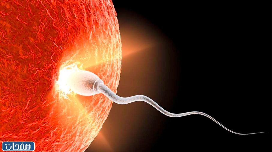 حساسية الشم عند الحامل