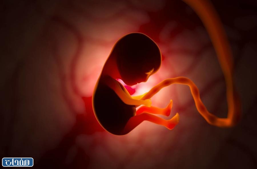 الخط الأسود على السرة