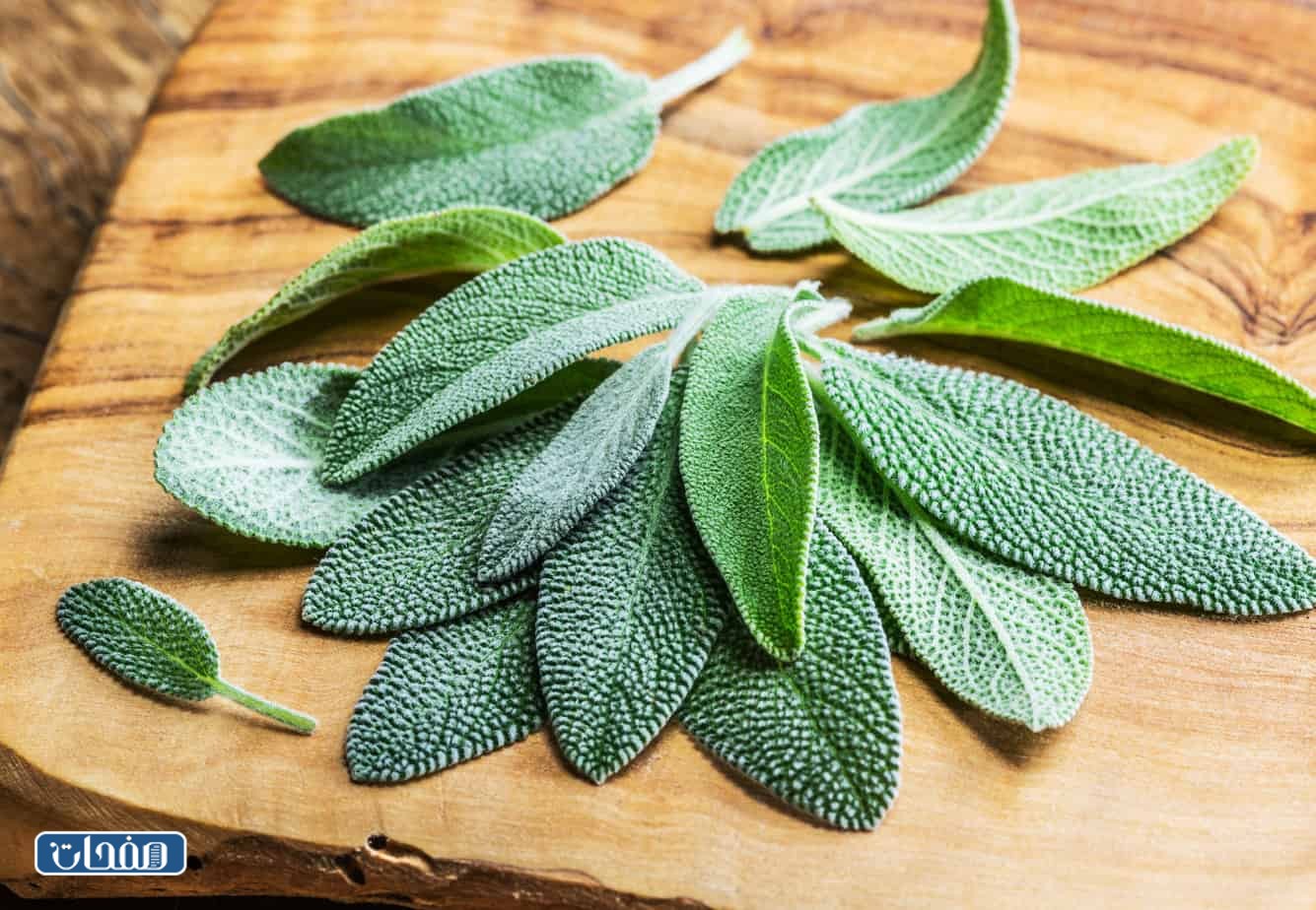 تجارب الميرمية للحمل