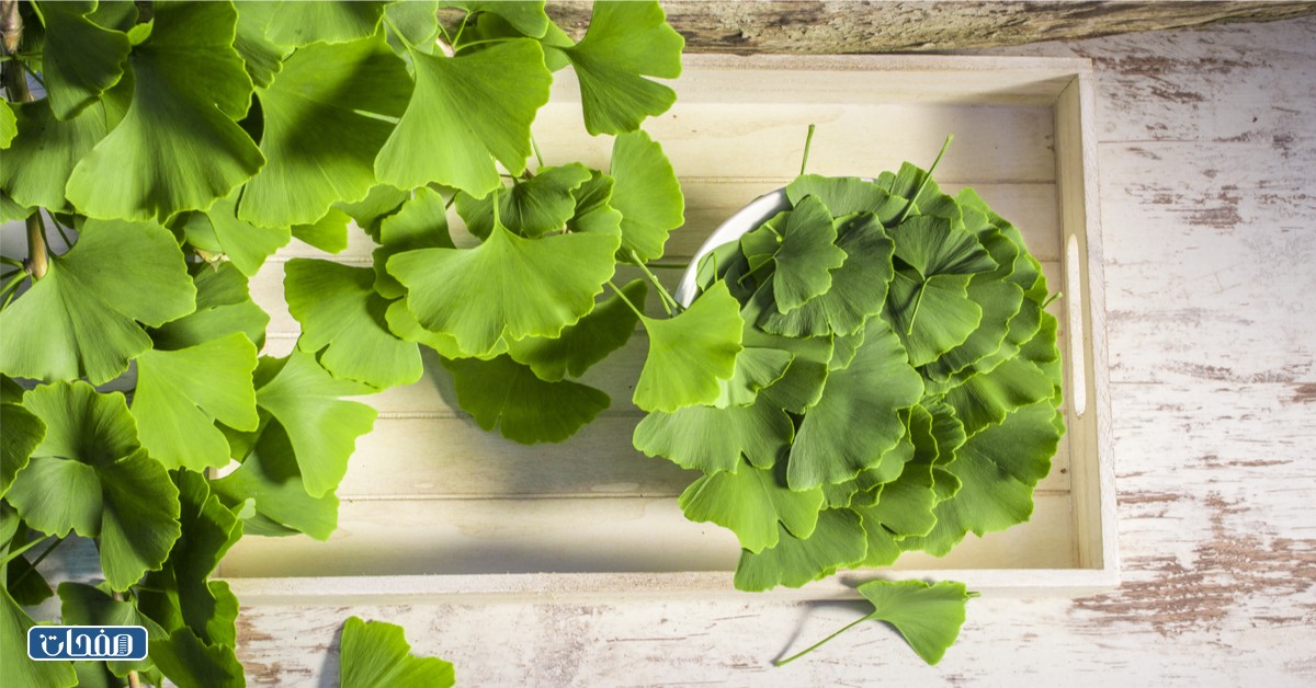 جينكو بيلوبا جابر القحطاني