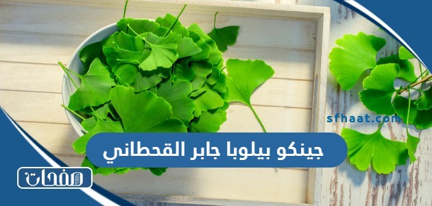 جينكو بيلوبا جابر القحطاني