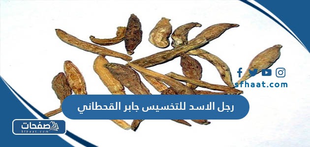 رجل الاسد للتخسيس جابر القحطاني