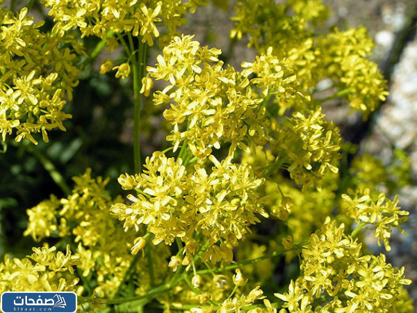 شكل عشبة الوسمة