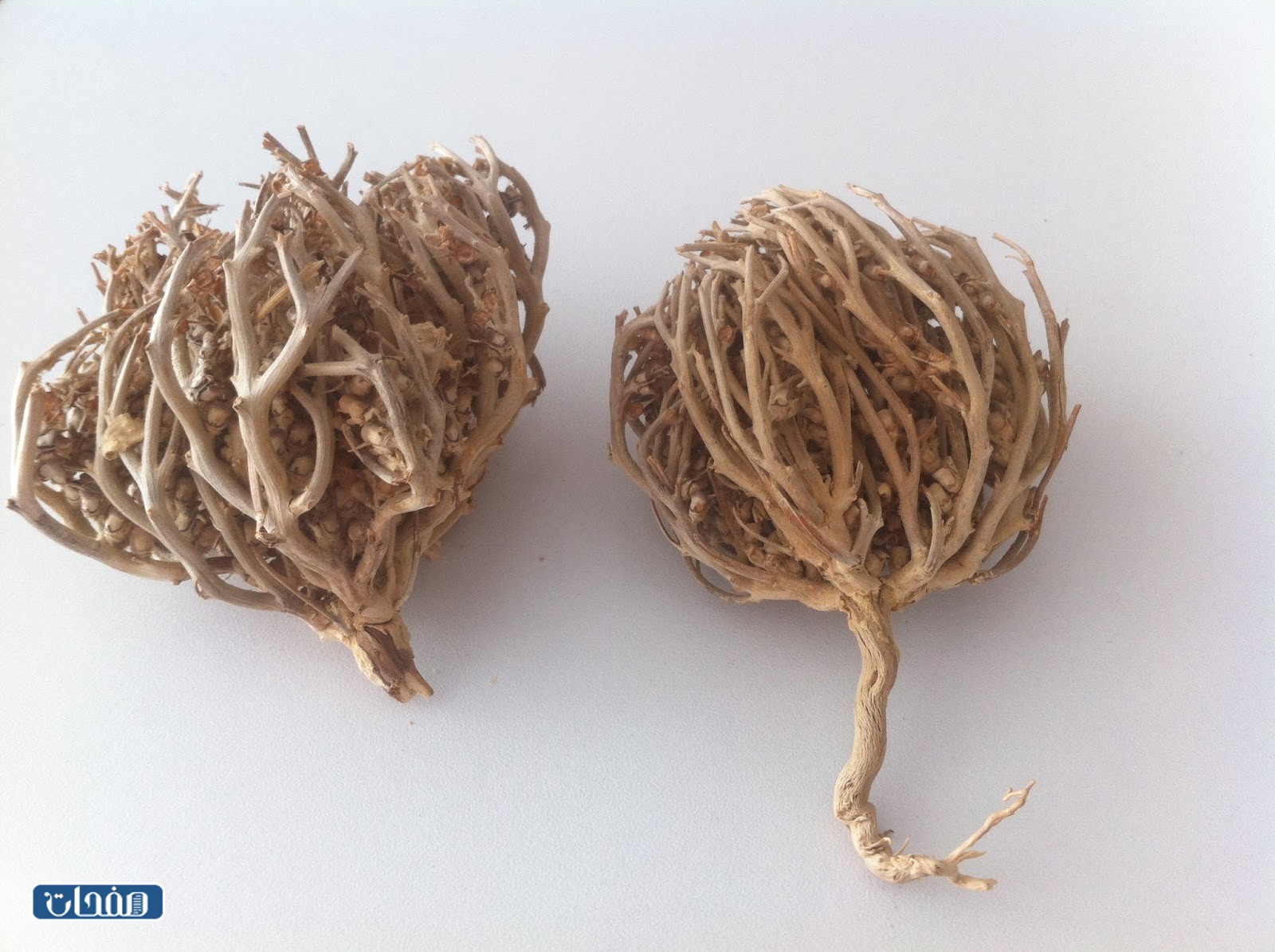 طريقة استخدام عشبة المدينة جابر القحطاني