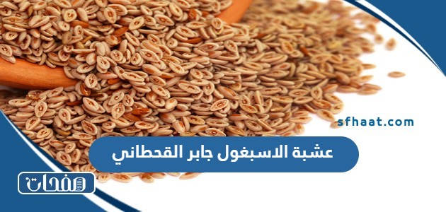 عشبة الاسبغول جابر القحطاني