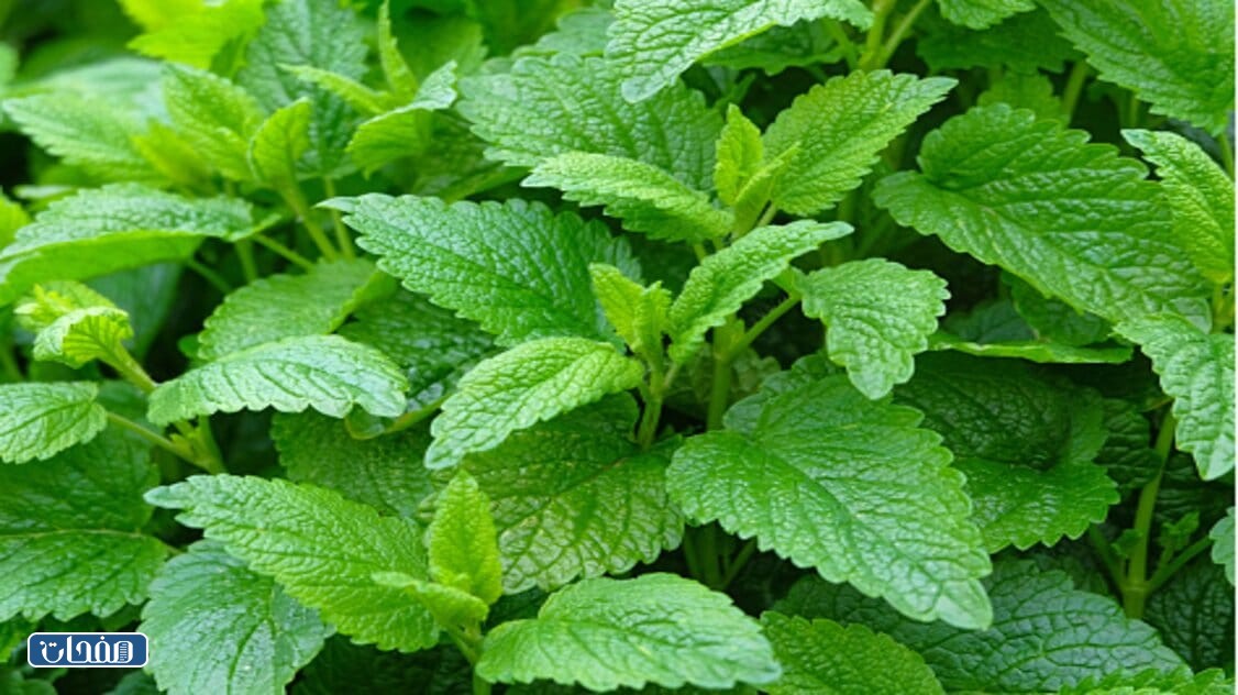 عشبة المليسا جابر القحطاني