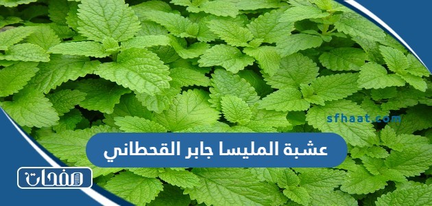 عشبة المليسا جابر القحطاني