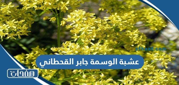 عشبة الوسمة جابر القحطاني