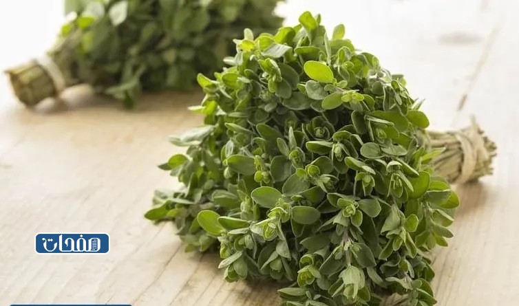 فوائد البردقوش لتكيس المبايض