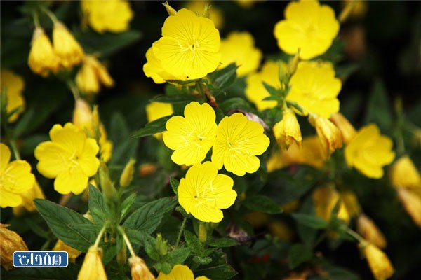 فوائد زهرة الربيع المسائية جابر القحطاني