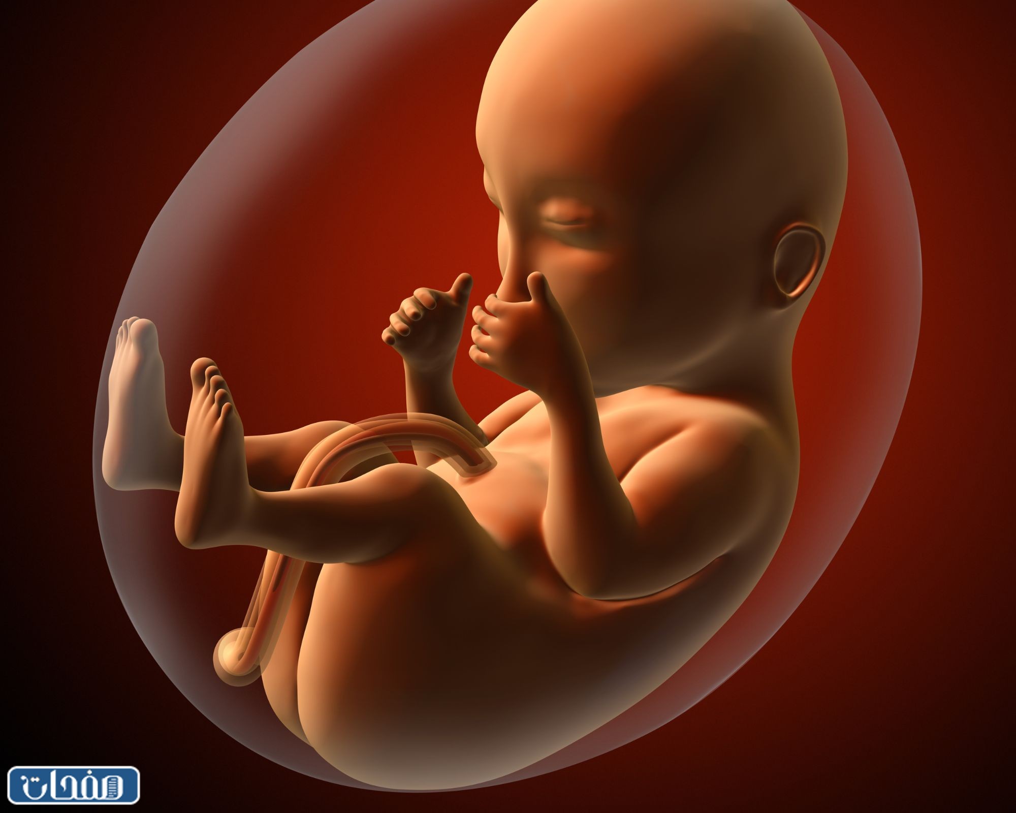 متى يظهر الجنين في كيس الحمل في اي اسبوع تجارب