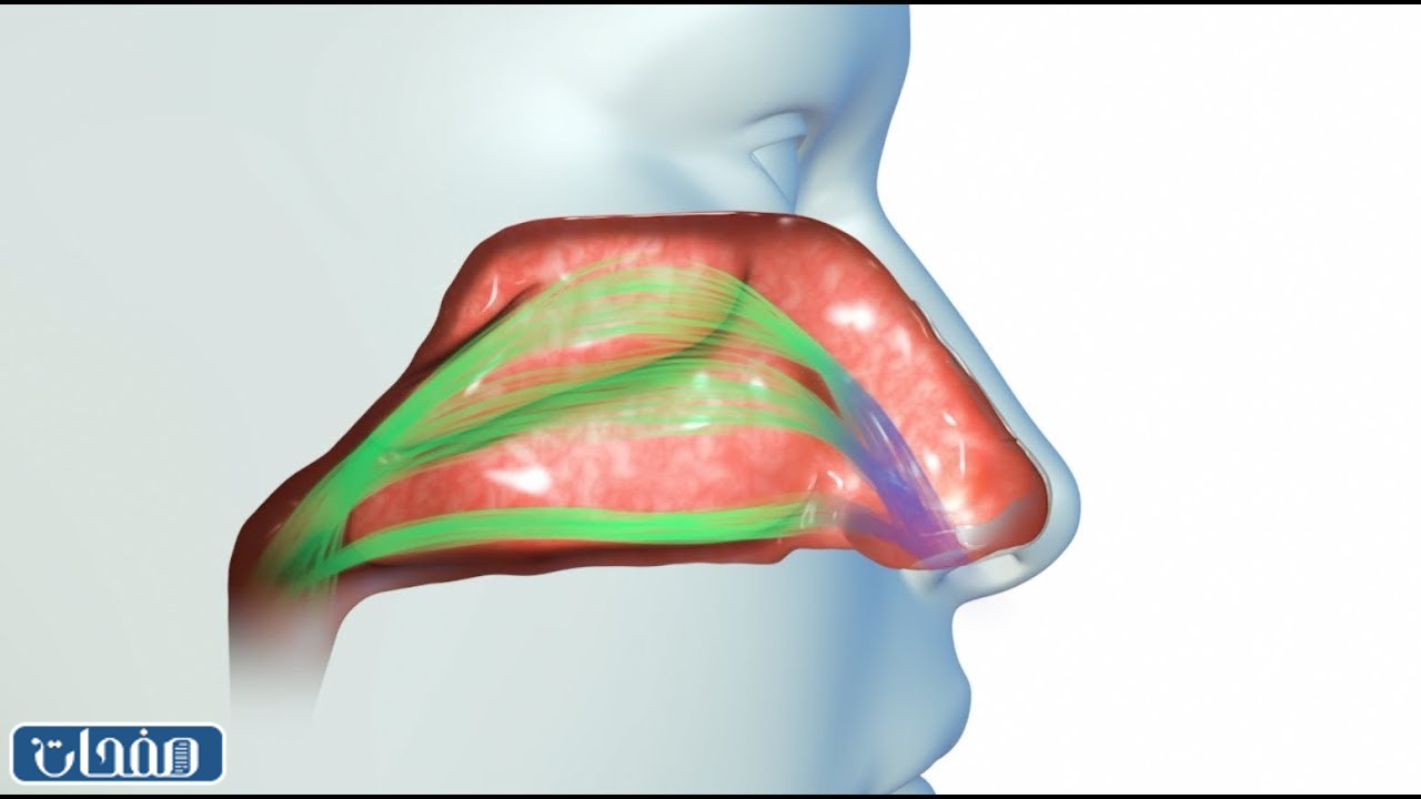 تجارب عملية انحراف الحاجز الأنفي
