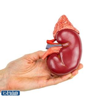 تجارب متبرعين بالكلى