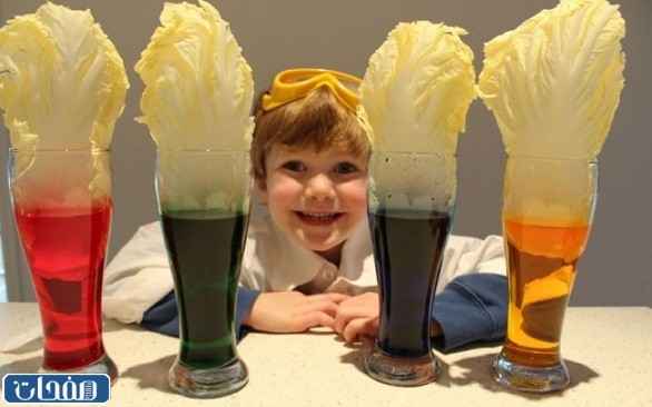 تجربة ورق الملفوف الملون