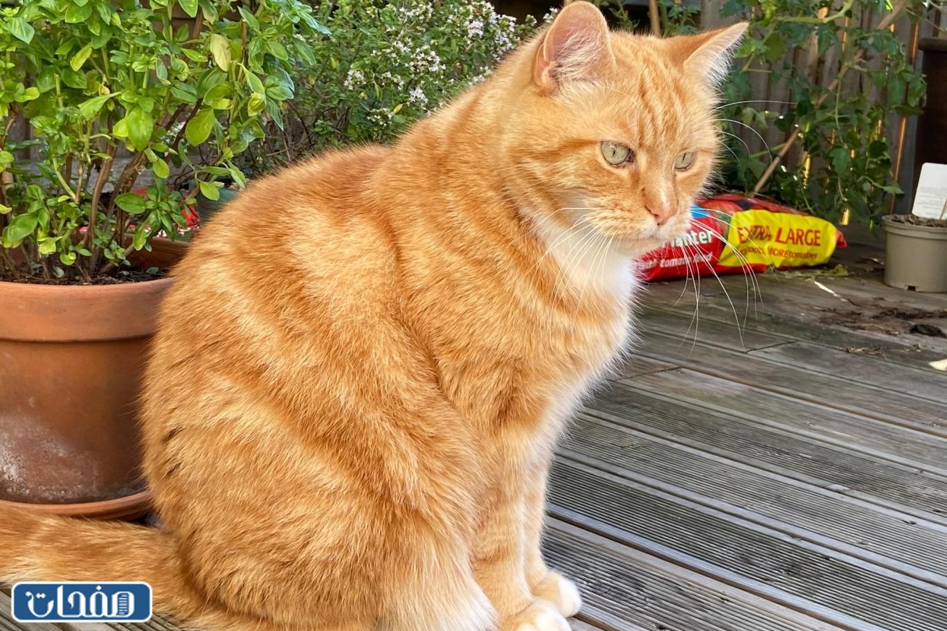 التجربة الثانية للحامل مع داء القطط