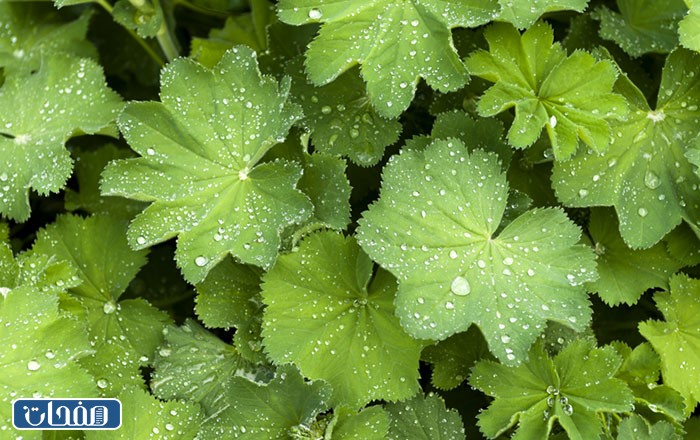 عشبة عباءة السيدة جابر القحطاني