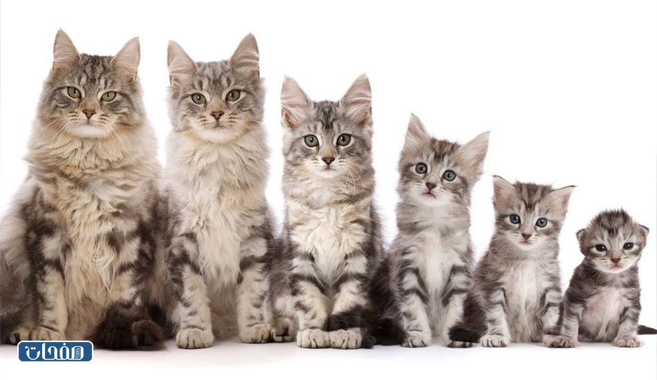 كيف اعرف عمر القط